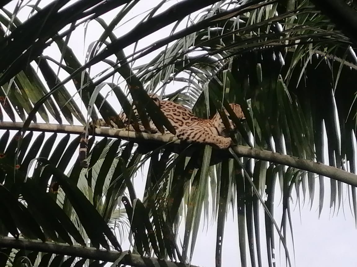 Tigrillo avistado en zona boscosa